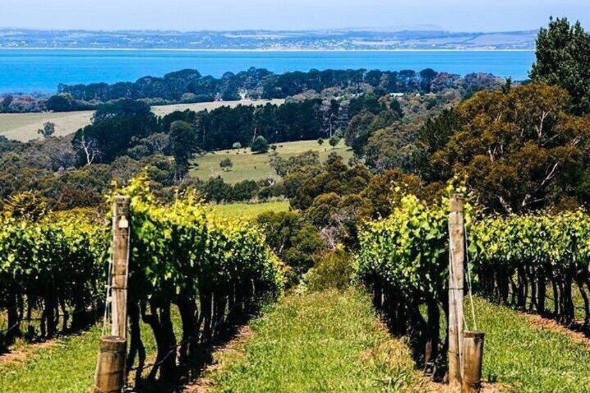 Mornington Peninsula Winery, Beer and Spirits Tour 4