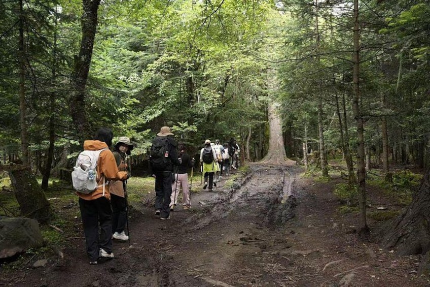 Un grupo de excursionistas en un sendero boscoso embarrado, rodeado de árboles frondosos. 1