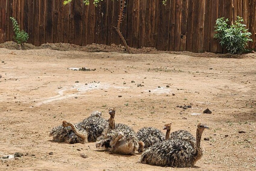 Een groep struisvogels die uitrusten op een stoffige grond, met een houten omheining op de achtergrond. 2
