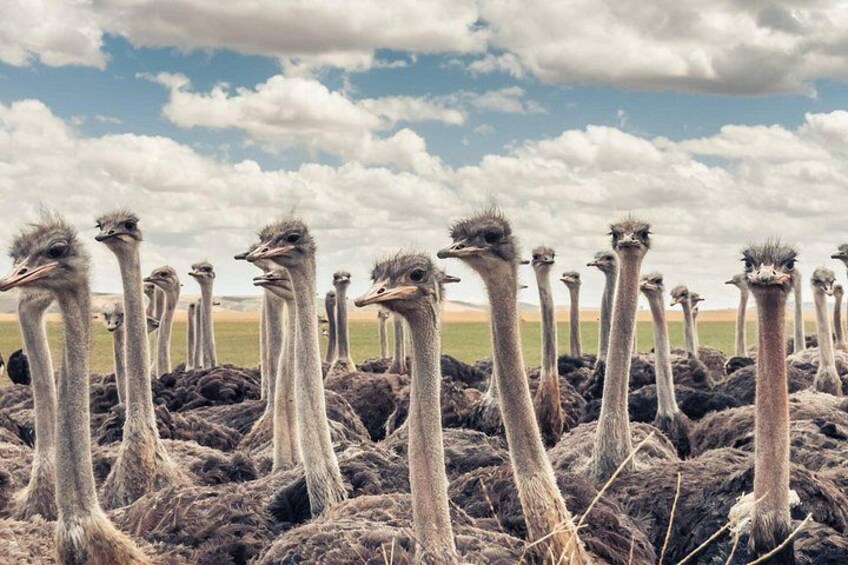 Een groep struisvogels in een natuurlandschap met een bewolkte lucht. 3