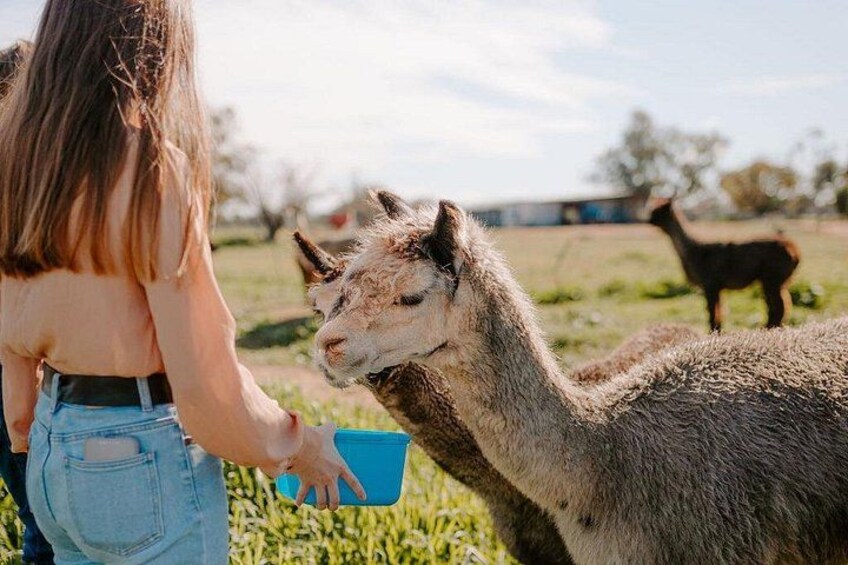 Alpaca Meet and Greet Experience in Peterborough 2