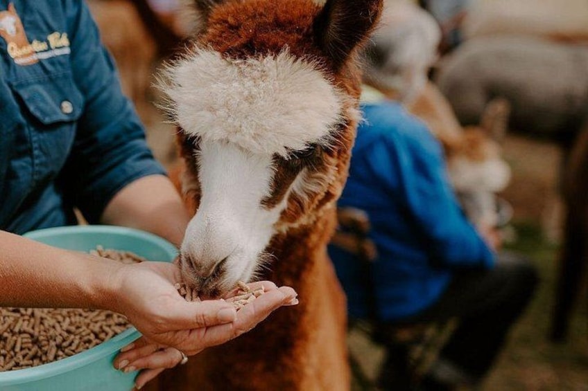 A llama being fed by a person. 1
