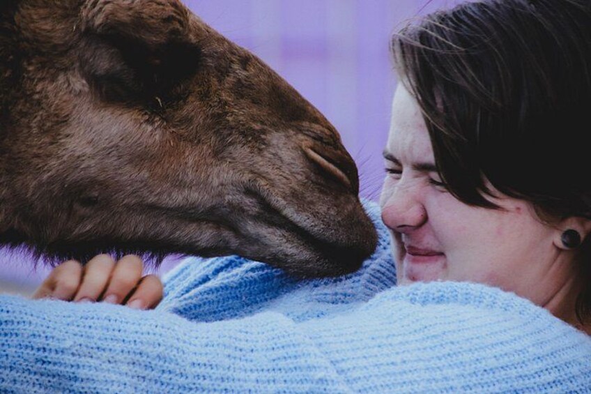Alpaca Meet and Greet Experience in Peterborough 4