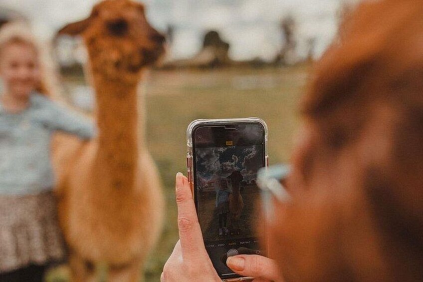 Alpaca Meet and Greet Experience in Peterborough 3
