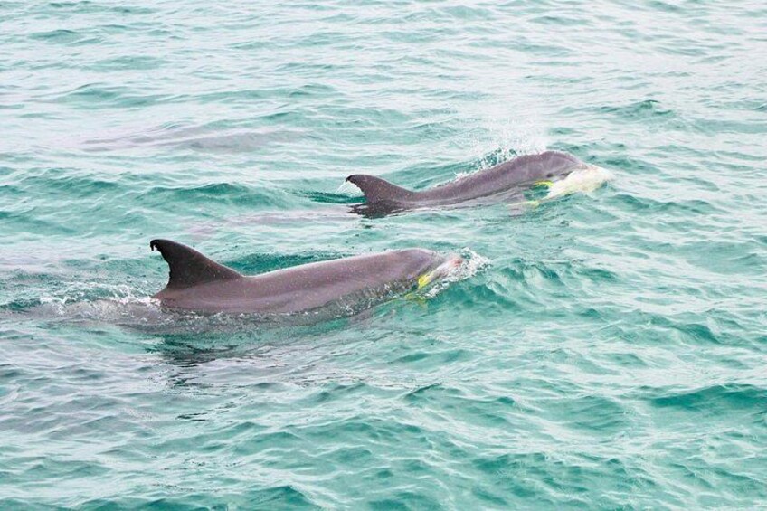 Destin's Original Dolphin Cruise on the Southern Star 5