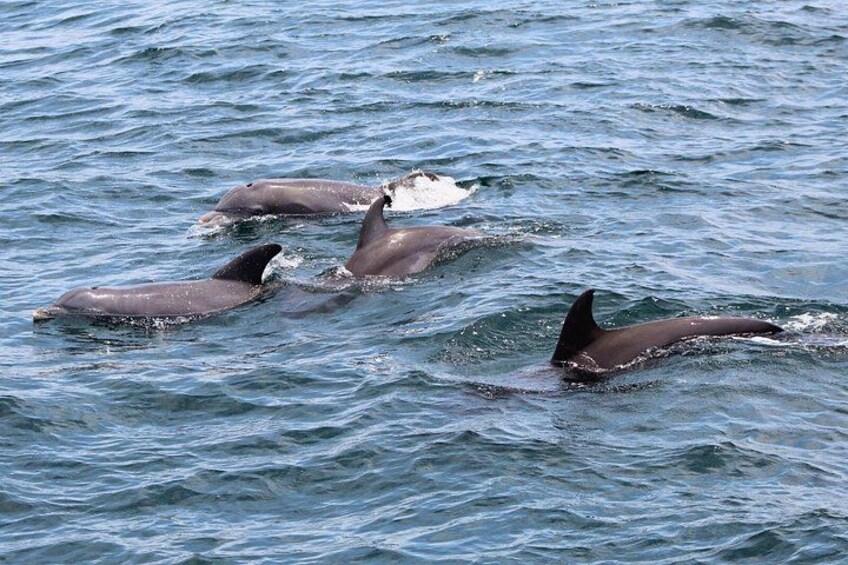 Tres delfines nadando en el océano. 2
