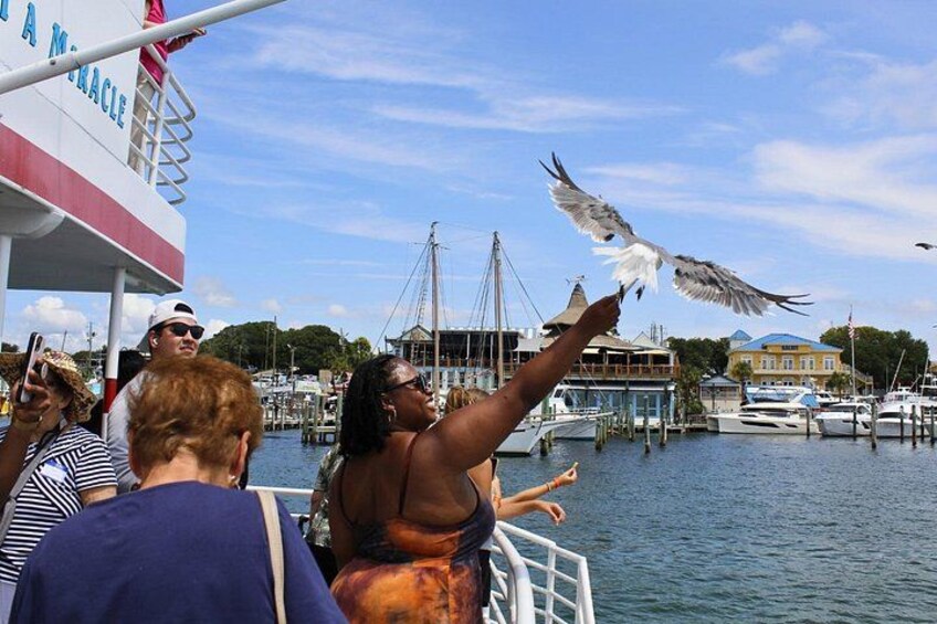 Destin's Original Dolphin Cruise on the Southern Star 3