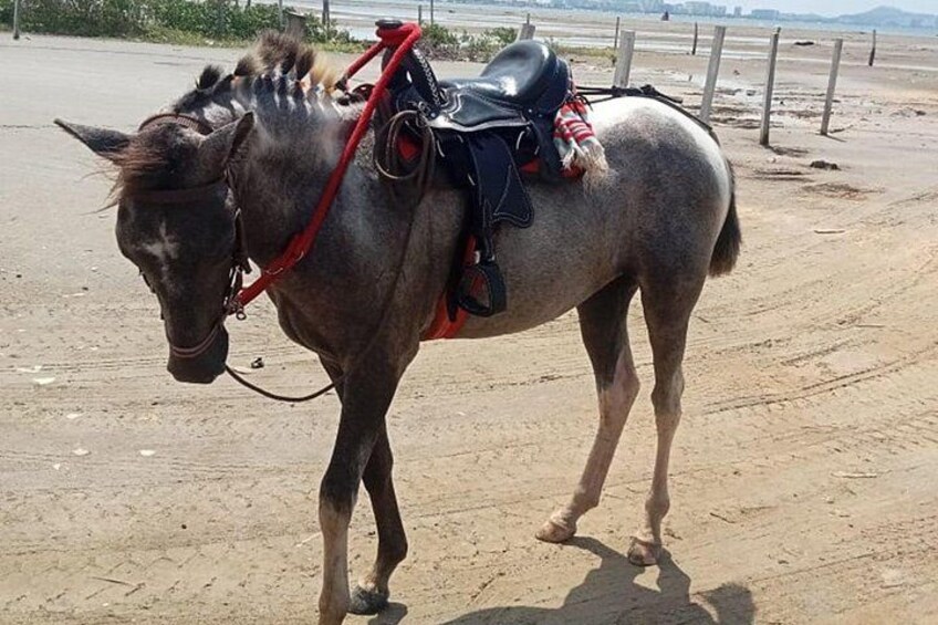 A horse with a saddle and bridle standing on a dirt path. 2