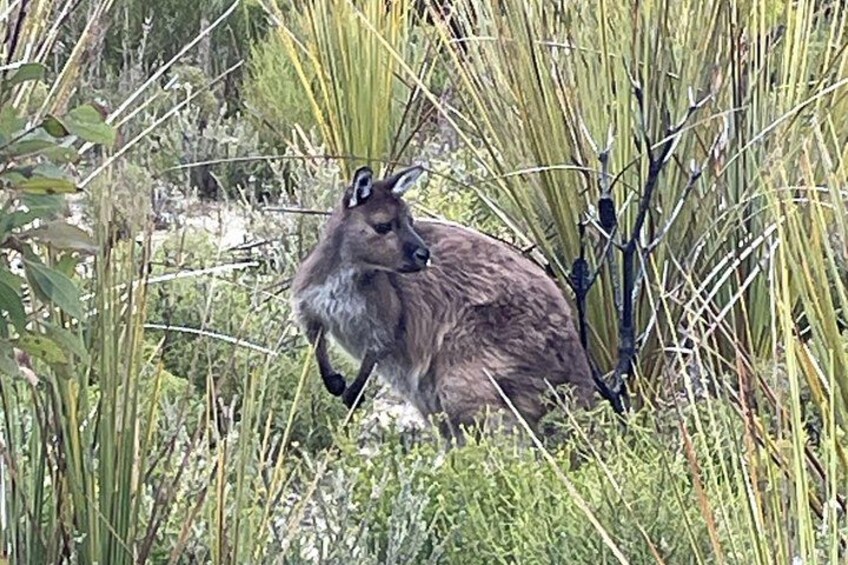 Flinders Chase Private Luxury Tour 2
