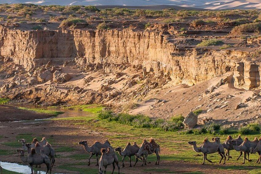 A group of camels in a desert landscape with cliffs in the background. 3
