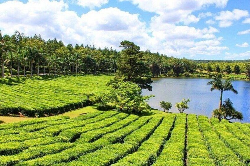 Tailored Private Car Tours 4