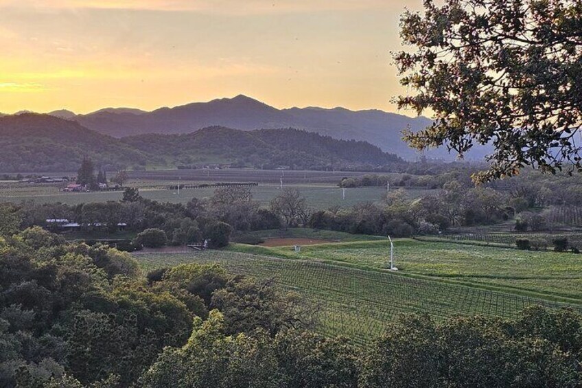 Viñedo con hileras de parras, un molino de viento y montañas distantes bajo un cielo al atardecer. 5