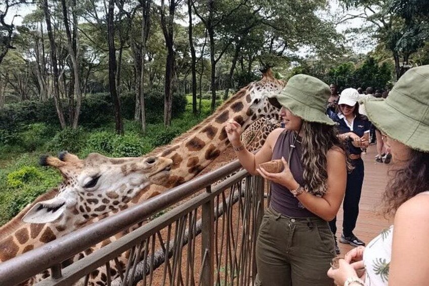Giraffe Centre and Karen Blixen museum from Nairobi 3