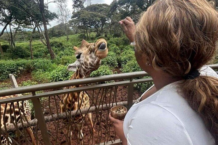 Giraffe Centre and Karen Blixen museum from Nairobi 1