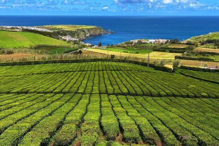 Un paysage côtier avec des plantations de thé en terrasses et une vue sur l’océan. 3