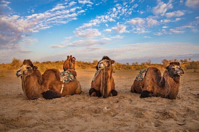 Private Tour from Khiva to Bukhara by Fortresses 4