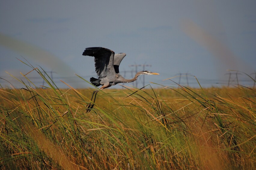Miami Everglades Experiences with optional Bus Tour and Bayside Cruise 4