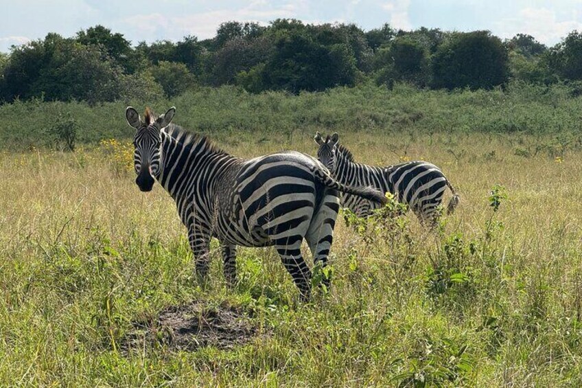 Zebras in a grassy field with trees in the background. 5