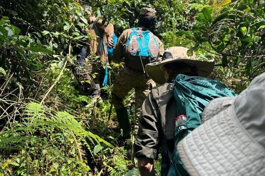 People walking through a dense forest with backpacks. 3