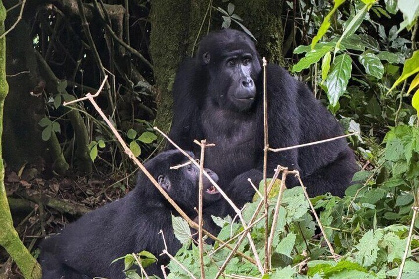 A gorilla in a dense forest with green foliage and tree trunks. 1