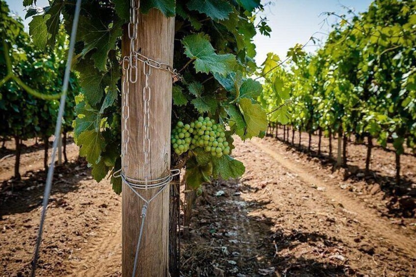 Verticale Aldone Wine Tasting and Winery Tour in Bolgheri 2