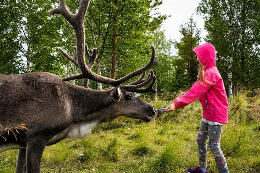 Rovaniemi: Meet & Feed Reindeer at a Reindeer Farm 1