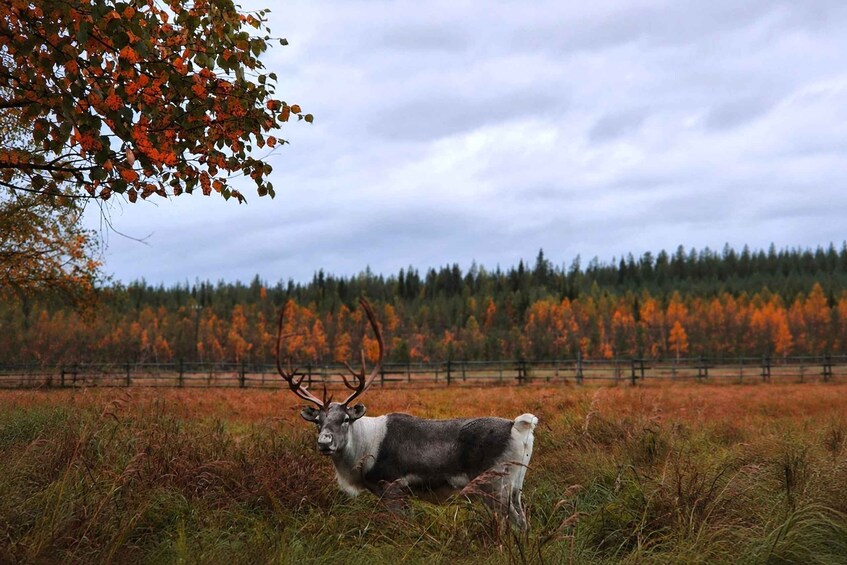 Picture 1 for Activity Rovaniemi: Meet & Feed Reindeer at a Reindeer Farm 2