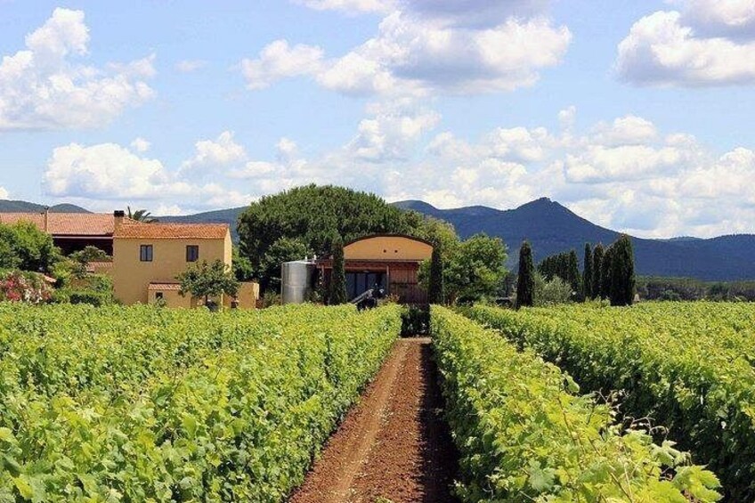 Retrospettiva di Marchesale Wine Tasting and Tour in Bolgheri 2