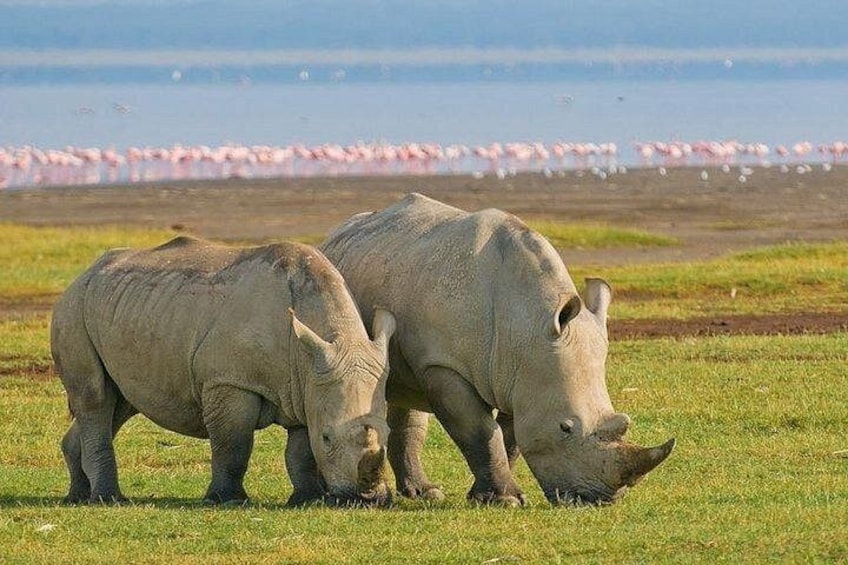 4 Days 3 Nights Masai Mara and Lake Nakuru Group Joining Safari 1