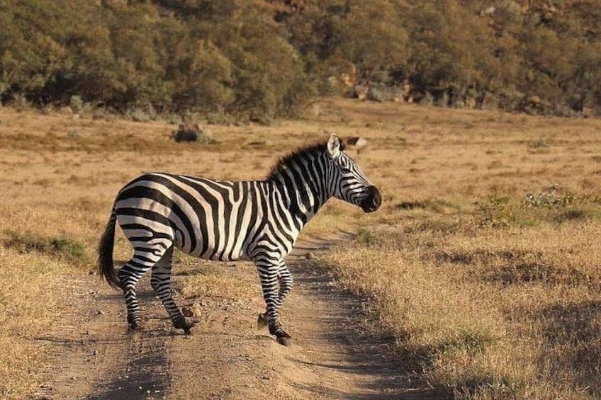 A zebra walking on a dirt path in a grassy field with trees in the background. 2