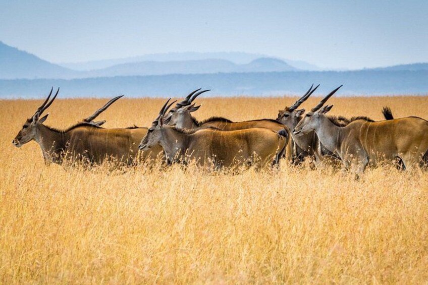 A group of antelopes in a grassy field with mountains in the background. 2