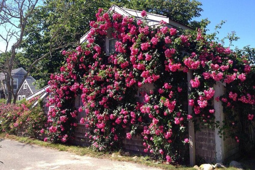 Historical Tour of Nantucket 2