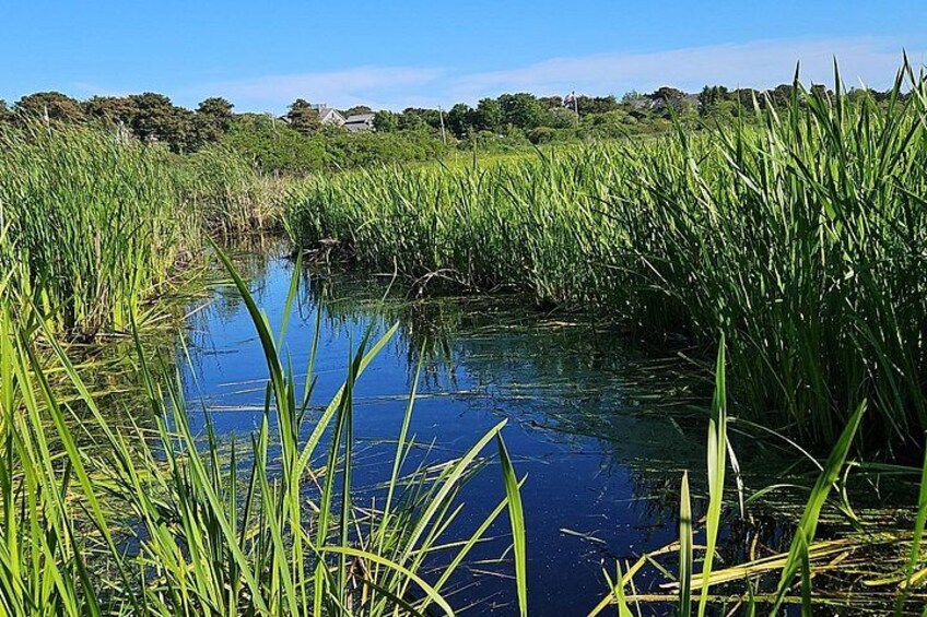 Ruhige Wasserfläche, umgeben von hohem, grünem Gras. 3
