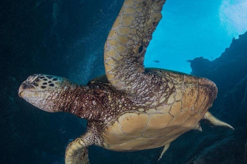 Premium Afternoon Scuba Charter for All Certified Diver Levels 2