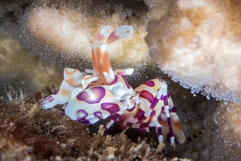 Premium Afternoon Scuba Charter for All Certified Diver Levels 2