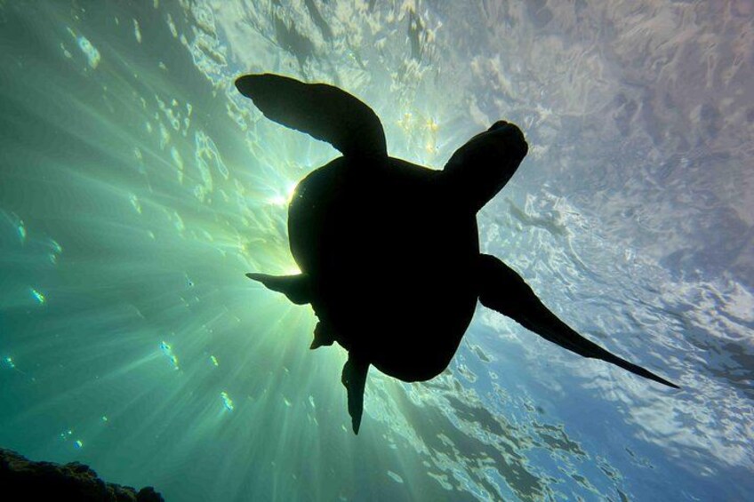 Premium Afternoon Scuba Charter for All Certified Diver Levels 3