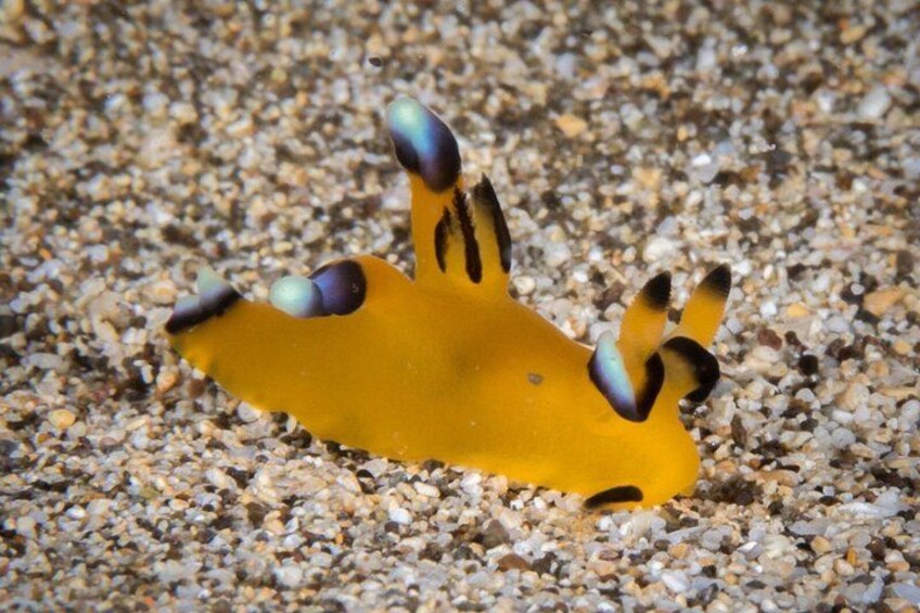 Premium Afternoon Scuba Charter for All Certified Diver Levels 2