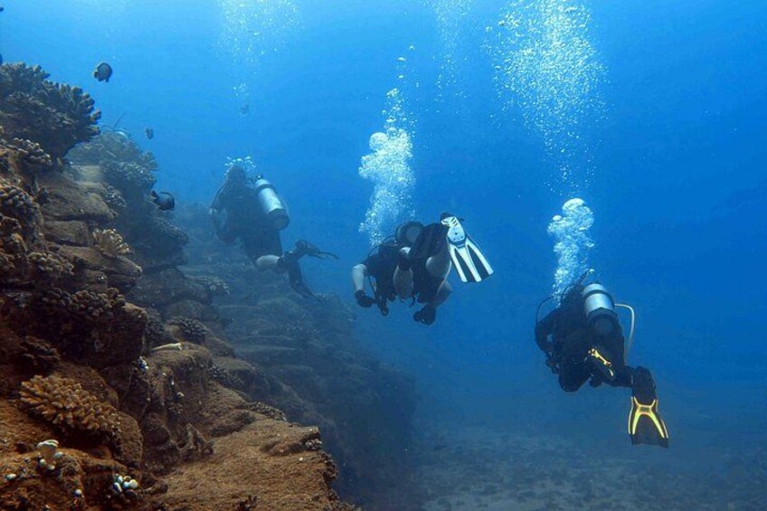 Scuba divers exploring a coral reef with underwater vegetation and marine life. 2