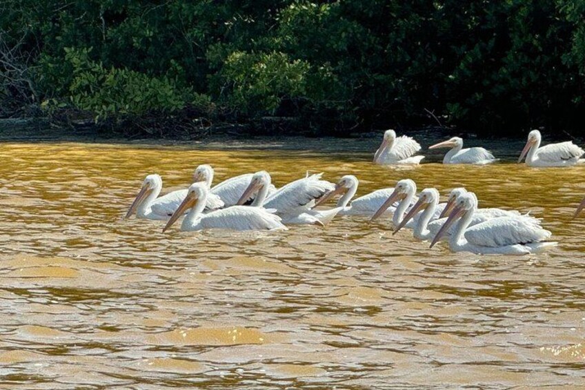 Pelicans 5