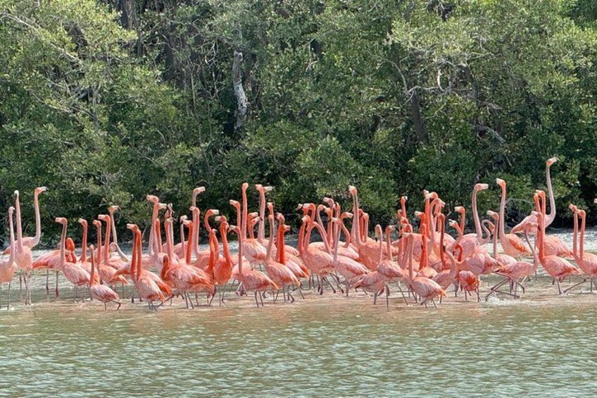 Un groupe de flamants roses se tient dans une eau peu profonde, avec un feuillage vert et dense en arrière-plan. 2