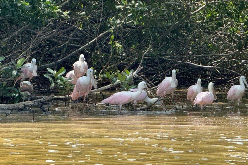 Roseate Spoonbills 4