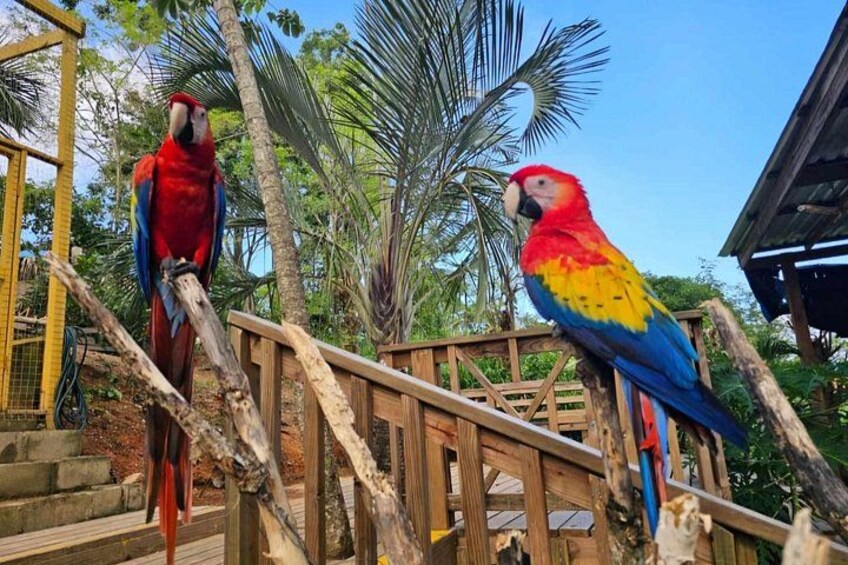 Roatan Zip Line Adventure with Monkey & Sloths Combo 5