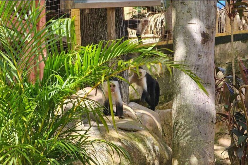 Roatan Zip Line Adventure with Monkey & Sloths Combo 4