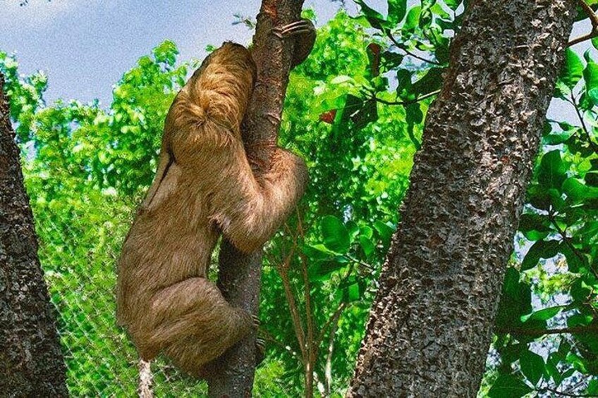 Roatan Zip Line Adventure with Monkey & Sloths Combo 2