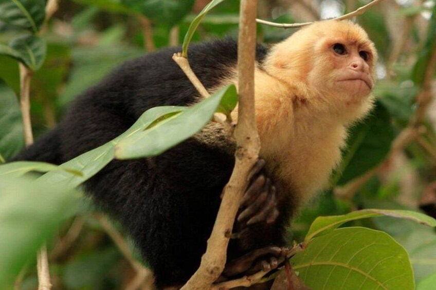 Roatan Zip Line Adventure with Monkey & Sloths Combo 3