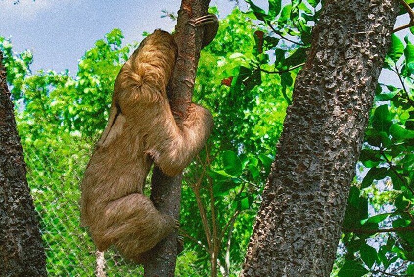A sloth hanging from a tree branch in a forest. 3