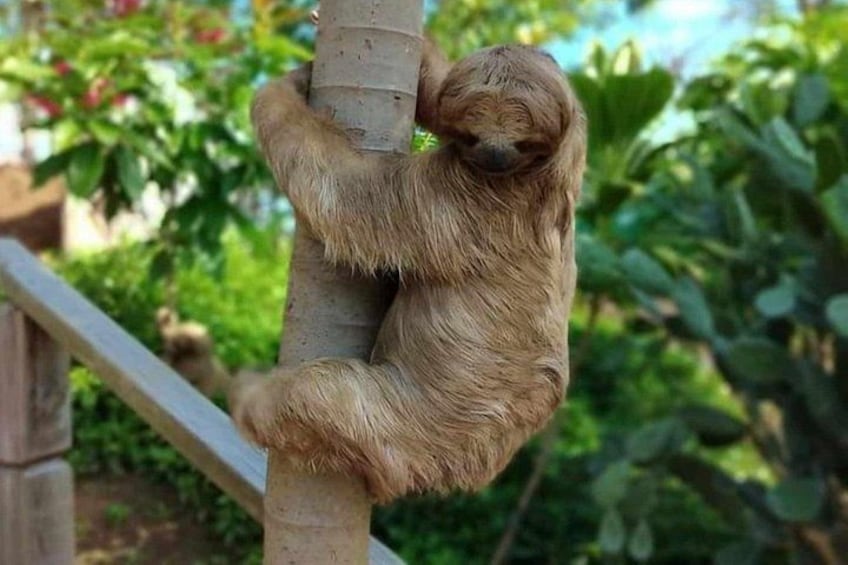 Roatan Zip Line Adventure with Monkey & Sloths Combo 2