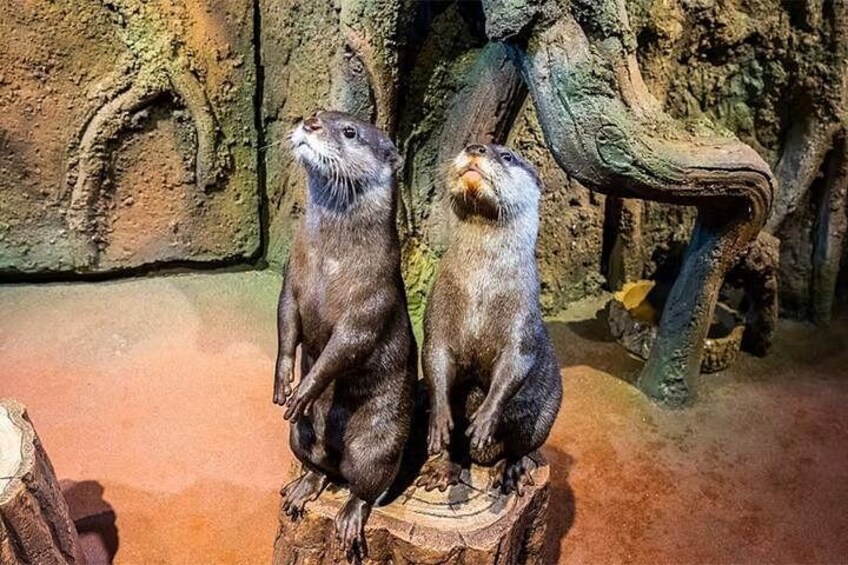 Two otters sitting on a wooden stump in a rocky enclosure. 2