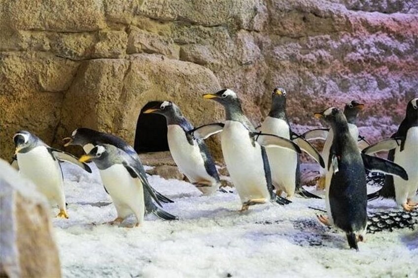 A group of penguins on a snowy surface with a rocky background. 4
