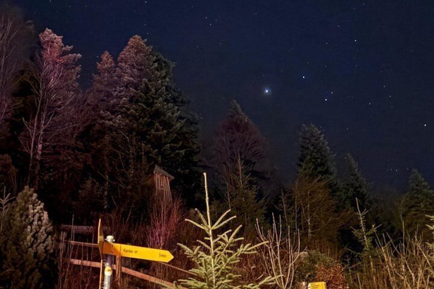 Escena nocturna con cielo estrellado, un cartel de madera y denso bosque. 4